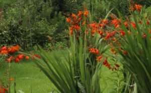 Read more about the article ‘범부채-참나리 경염(競艶)’, 볼만 합니다