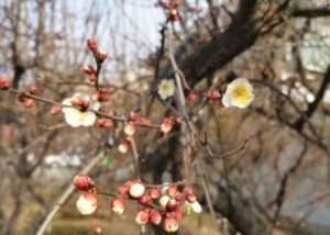 Read more about the article 매화 몇 송이, 꽃으로 봄이 왔습니다.