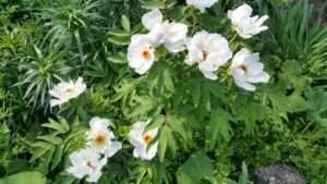 Read more about the article ‘모란첩(牡丹帖)’을 만들었습니다.