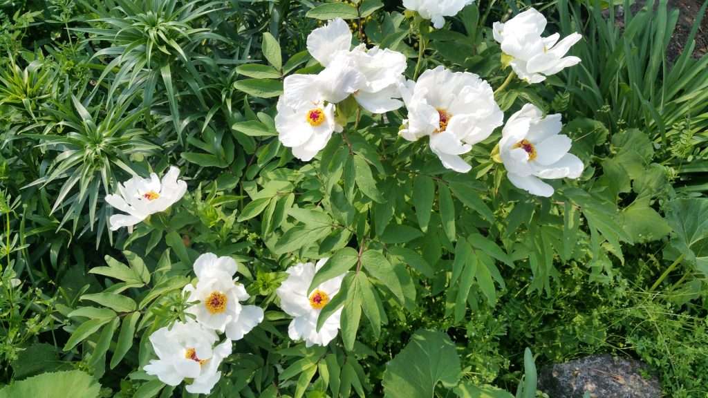 Read more about the article ‘모란첩(牡丹帖)’을 만들었습니다.