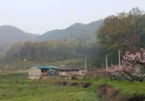 Read more about the article 봄이 되면 고향 생각이 더 간절합니다.