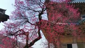 Read more about the article ‘화엄사 홍매’, 절정입니다.