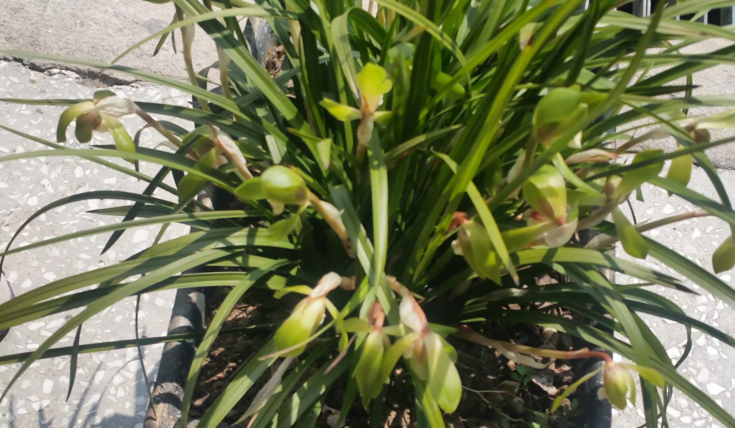 Read more about the article ‘춘란’, 지금은 귀해졌습니다.