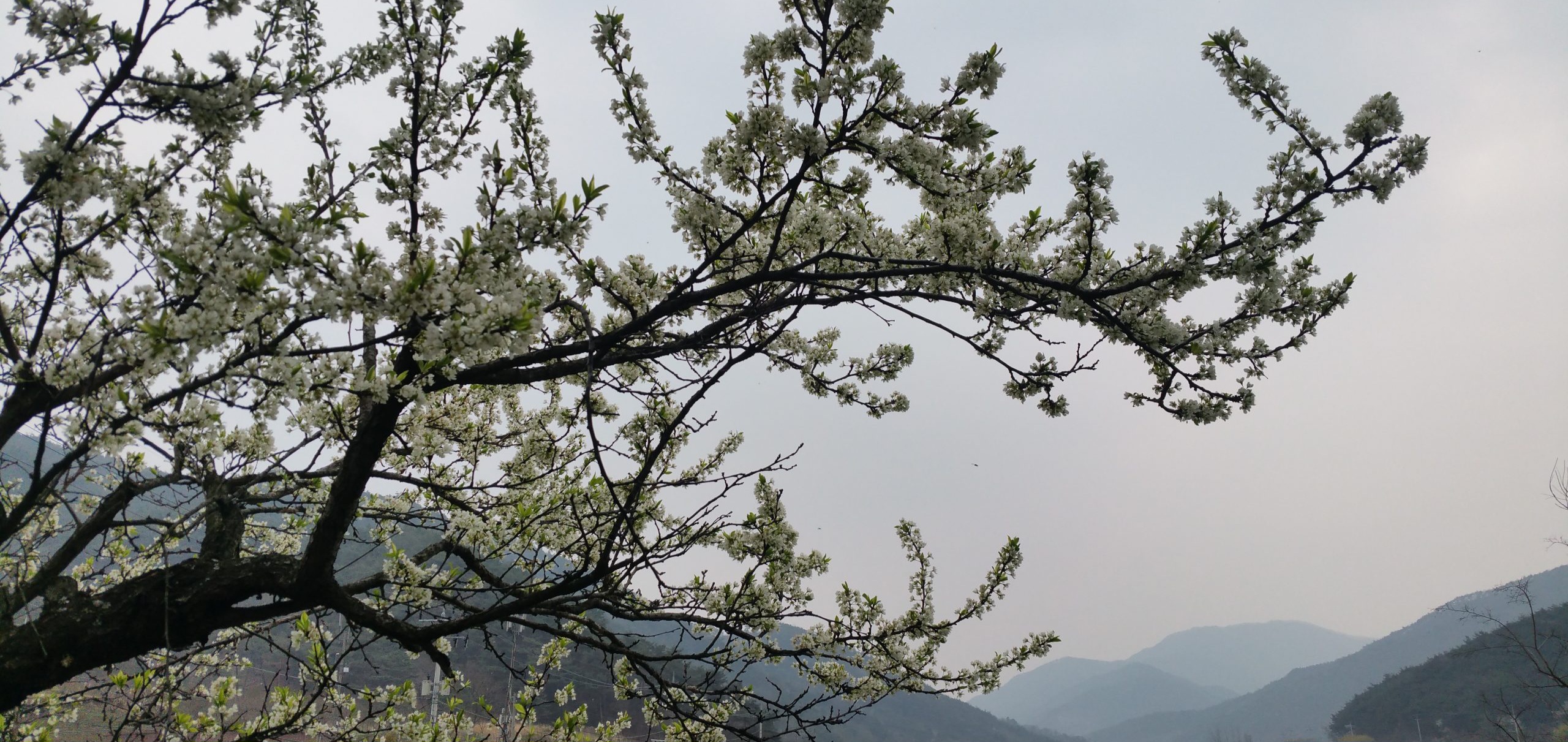 Read more about the article 요즘 피는 꽃들 입니다.