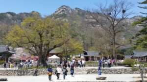 Read more about the article 부안 내소사에 봄소풍 다녀왔습니다.