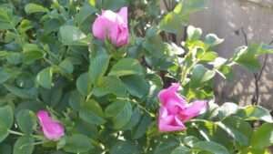 Read more about the article ‘해당화첩(海棠花帖)’을 만들었습니다.