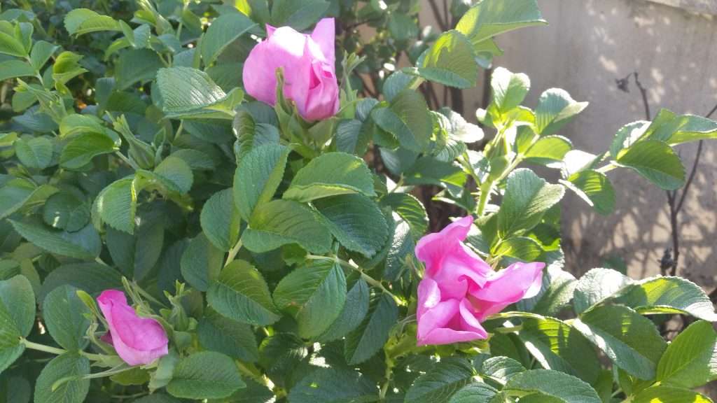 Read more about the article ‘해당화첩(海棠花帖)’을 만들었습니다.