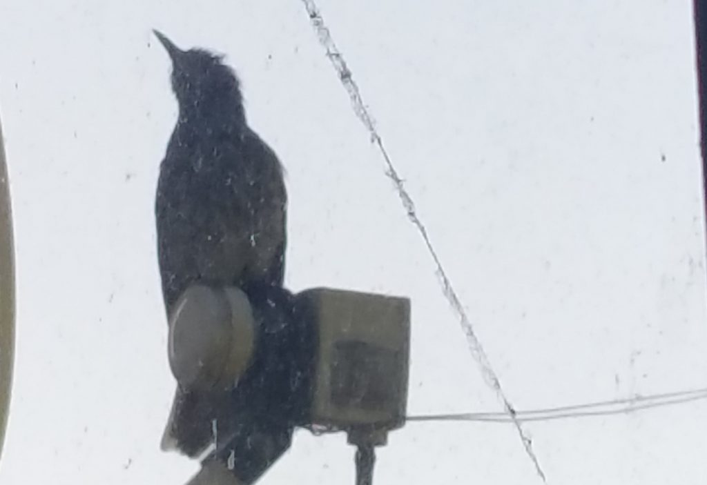 Read more about the article 여름철새 같은데, 무슨 새입니까?