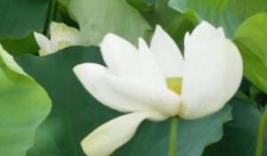 Read more about the article 장마철에 연꽃은 제 철인듯 뽑냅니다.