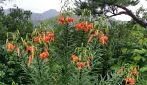 Read more about the article 장마철 나리가 비를 맞아 요염합니다.