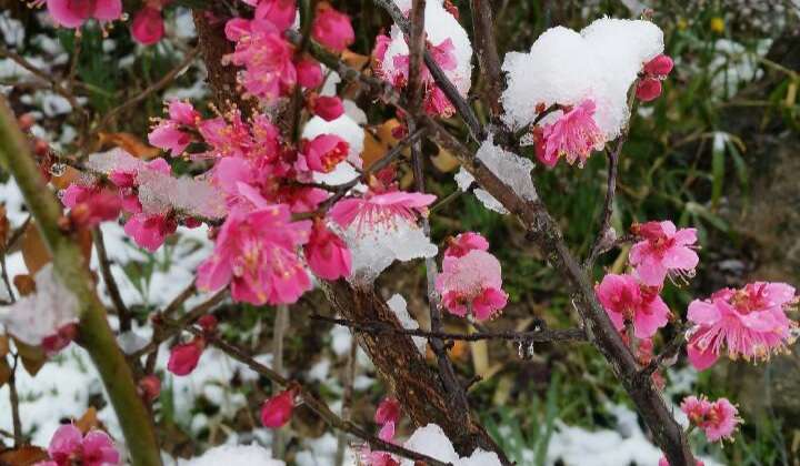 Read more about the article 우리집 봄이 꽃으로 왔습니다.