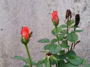 Read more about the article 호사스럽던 장미의 계절은 갔습니다.