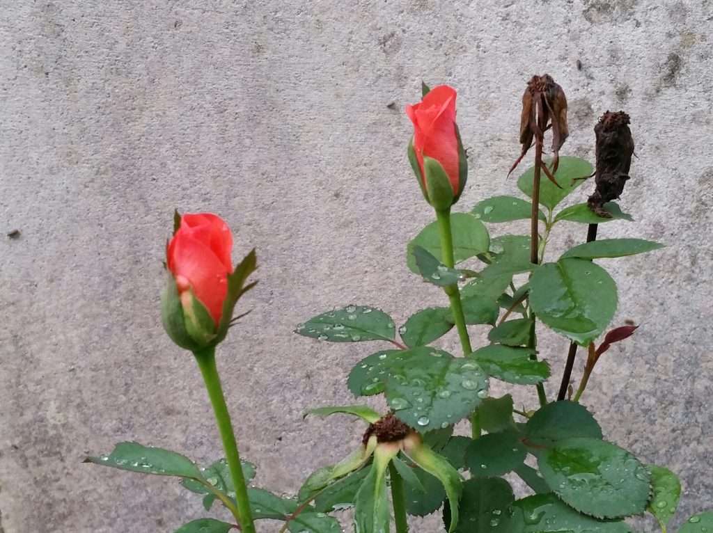 Read more about the article 호사스럽던 장미의 계절은 갔습니다.