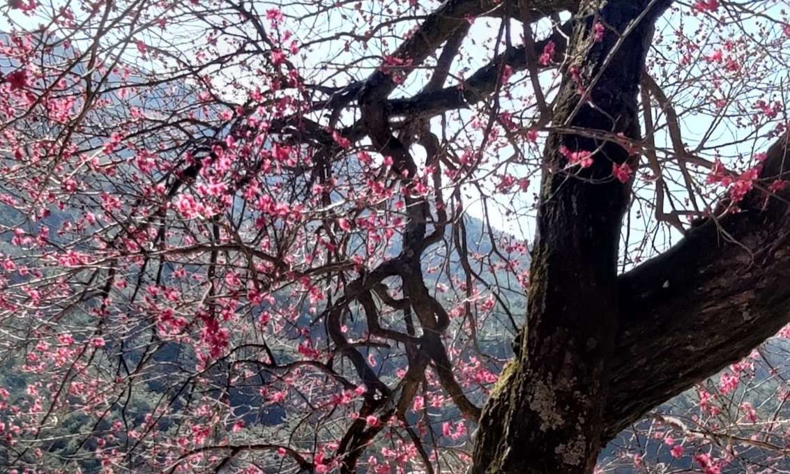 Read more about the article 구례 화엄사, ‘화엄매’를 아십니까