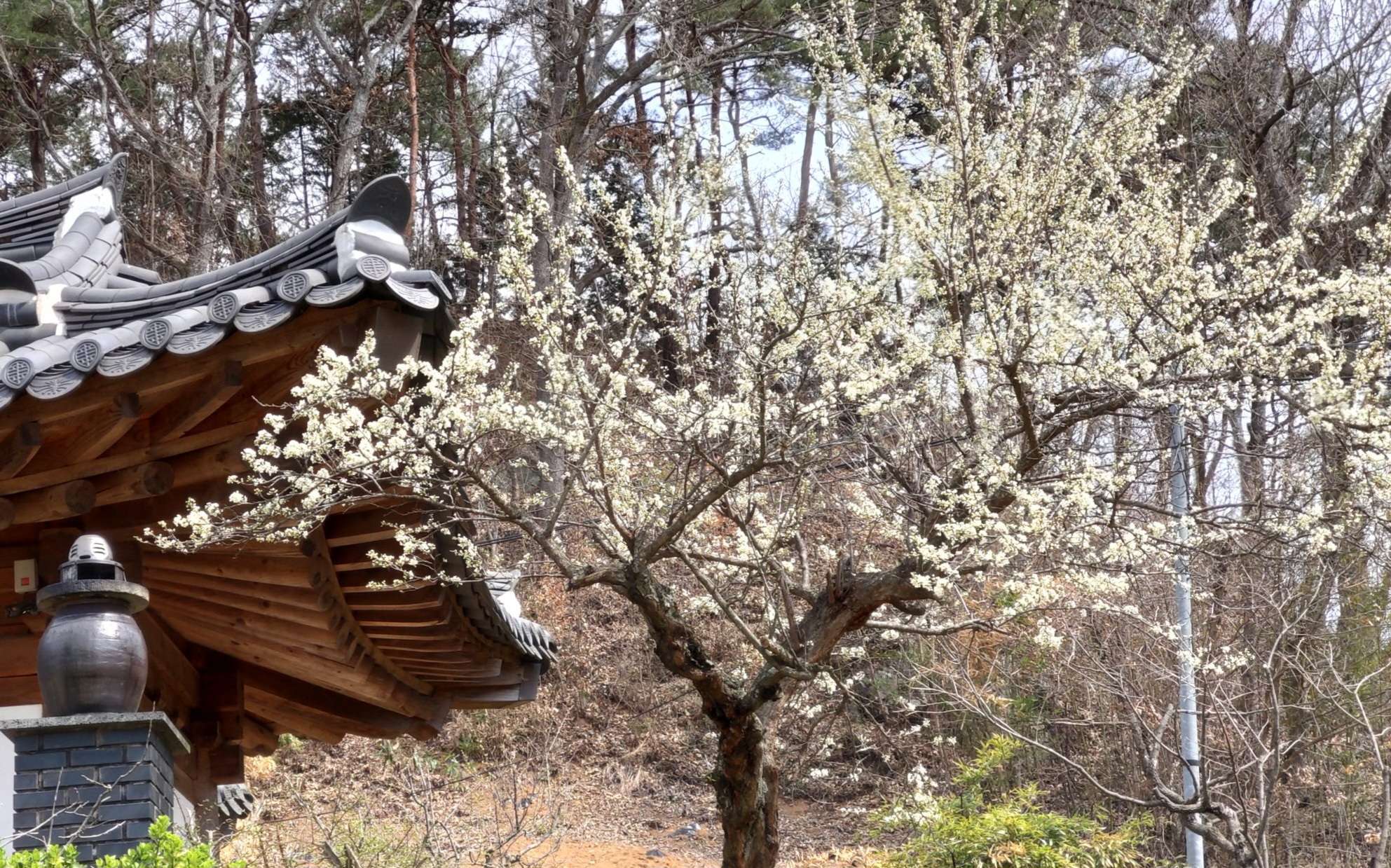 Read more about the article < 사 진>  섬진강변 오얏나무 풍경