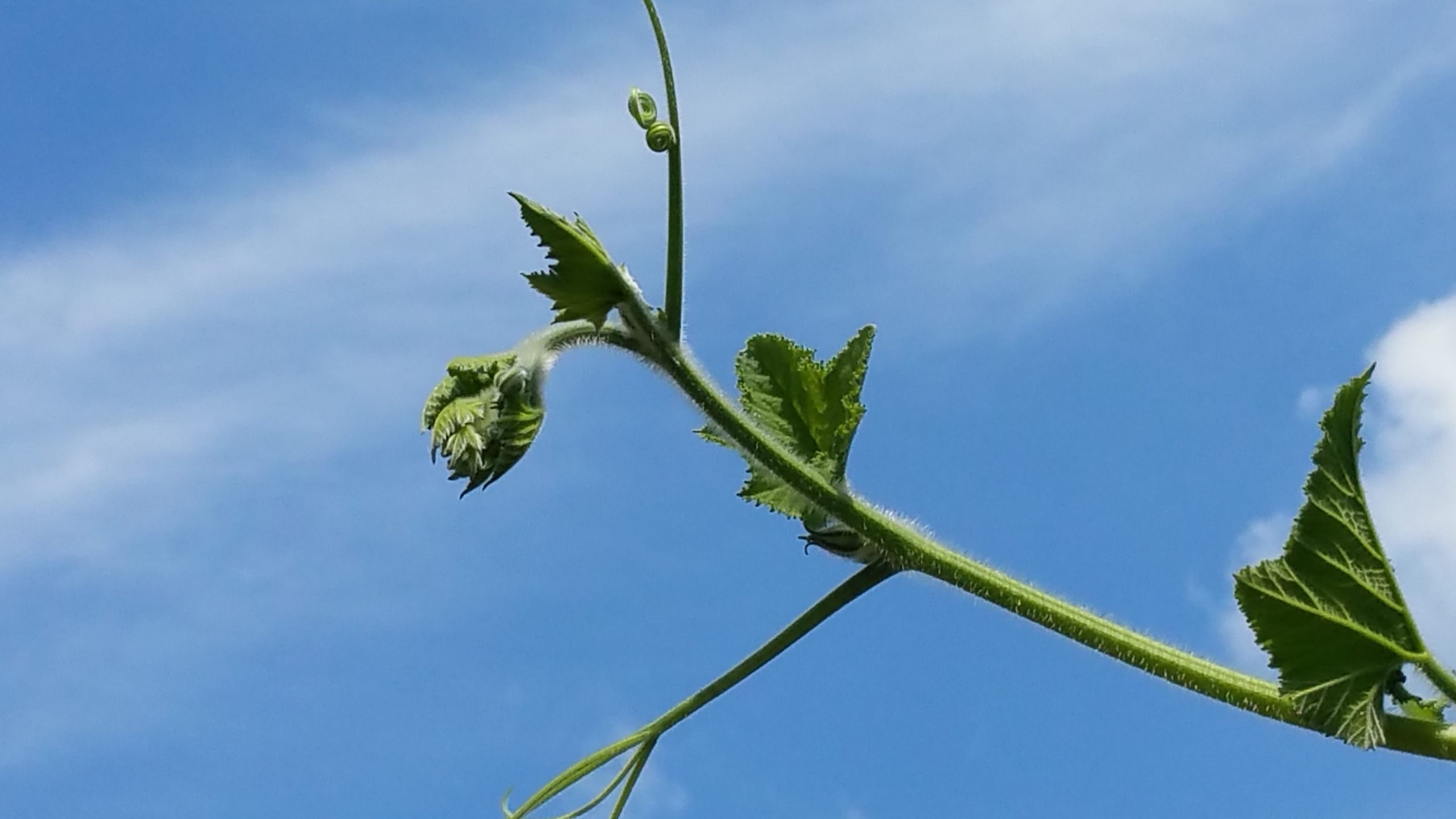 Read more about the article <포 엠>  초룡이라도 되고 싶은 ‘넝쿨순’ 입니다.