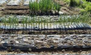 Read more about the article 텃밭, 봄농사를 시작했습니다.