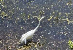 Read more about the article 전주 아중저수지가 시민 친화적으로 예뻐졌습니다.