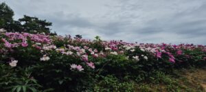 Read more about the article 옥정호 작약꽃, 만발했습니다.