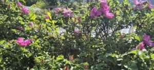 Read more about the article 해당화 향기, 동동구루무 냄새납니다.