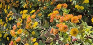 Read more about the article 보이는 대로 보고, 들리는 대로 듣습니까?