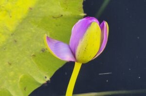 Read more about the article 근하신년 謹賀新年